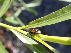 Chrysomela confluens