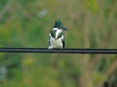 Chloroceryle amazona