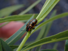 Chrysomela confluens