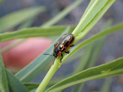 Chrysomela confluens
