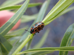 Chrysomela confluens