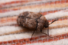 Trogoderma sternale aspericolle