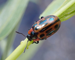 Chrysomela confluens