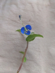 Commelina cyanea