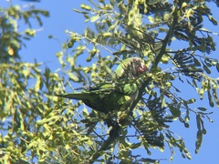 Myiopsitta monachus