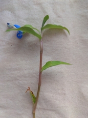 Commelina cyanea