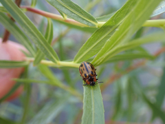 Chrysomela confluens