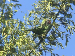 Myiopsitta monachus