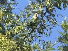 Myiopsitta monachus