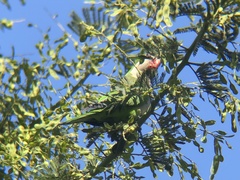 Myiopsitta monachus