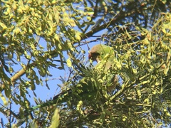 Myiopsitta monachus