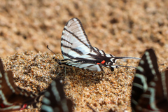 Protographium epidaus fenochionis
