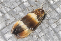 Piloprepes anassa