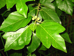 Maclura tricuspidata