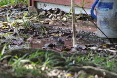 Sporophila intermedia