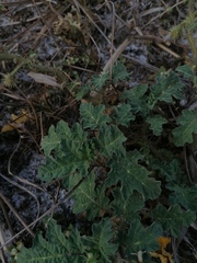 Solanum campechiense