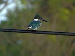 Chloroceryle amazona