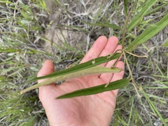 Asclepias longifolia