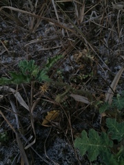 Solanum campechiense