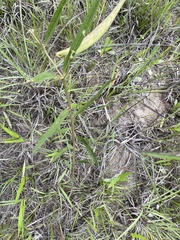 Asclepias longifolia