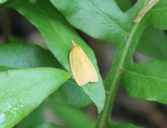 Sparganothis distincta