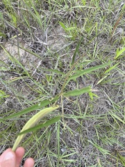 Asclepias longifolia
