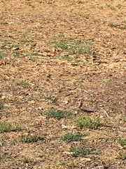 Haemorhous mexicanus