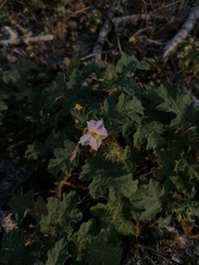 Solanum campechiense
