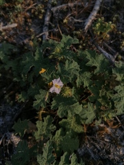Solanum campechiense