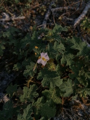 Solanum campechiense