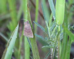 Argyrostrotis deleta