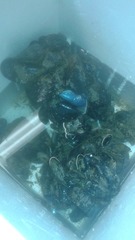 Mytilus californianus