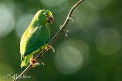 Brotogeris sanctithomae