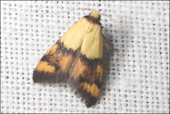 Temnogyropa stenomorpha