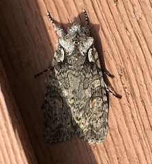 Lithophane baileyi