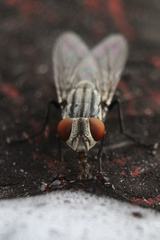 Diptera