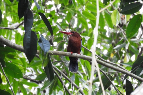 Halcyon gularis