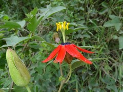 Passiflora manicata
