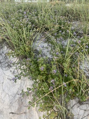 Vitex trifolia subsp. litoralis image
