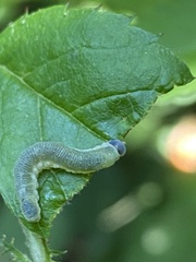 Allantus nigritibialis
