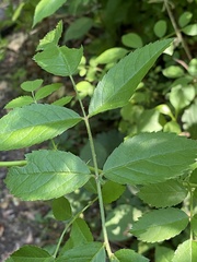 Allantus nigritibialis