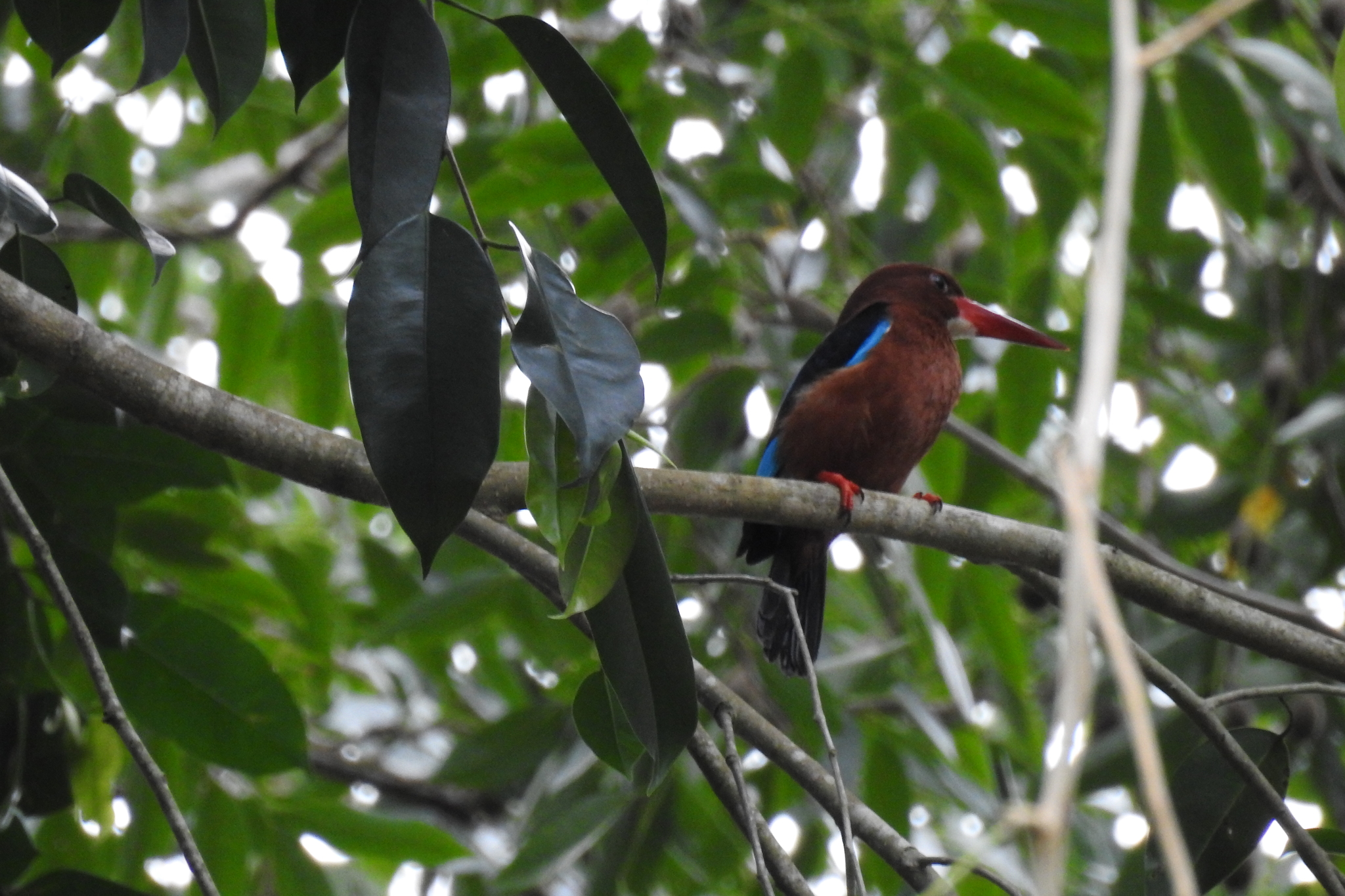 Brown-breasted Kingfisher