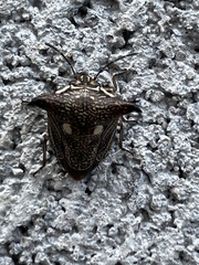 Alcimocoris japonensis