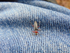 Stenosphenus sobrius