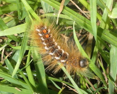 Euproctis chrysorrhoea