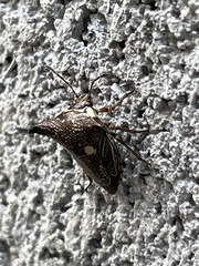 Alcimocoris japonensis