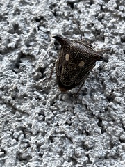 Alcimocoris japonensis