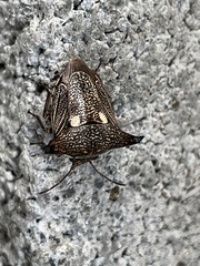 Alcimocoris japonensis