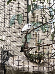 Leucopsar rothschildi