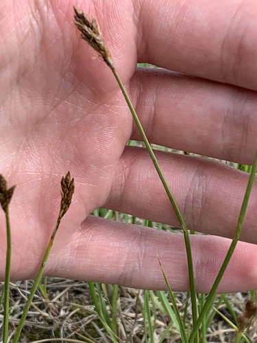 photo of Dry Land Sedge (Carex siccata)